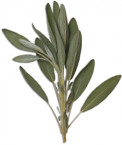 Sage
