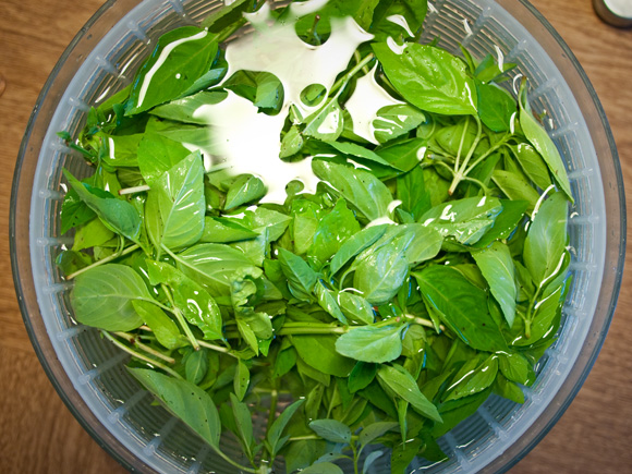 Rinsing the basil