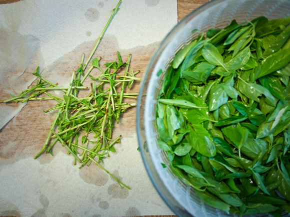 Basil with woody stems removed
