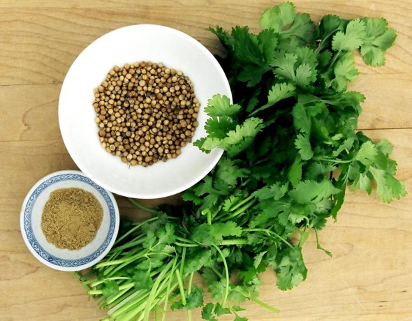 CilantroCoriander1